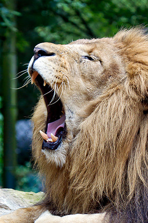 Lion - Zoo Amersfoort, The Netherlands