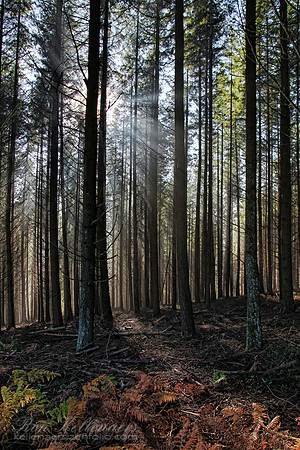 Fall in The Ardennes
